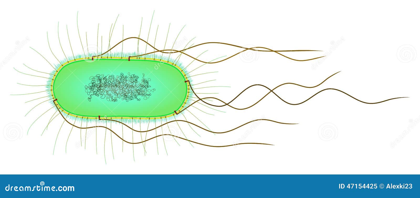 e. coli cell