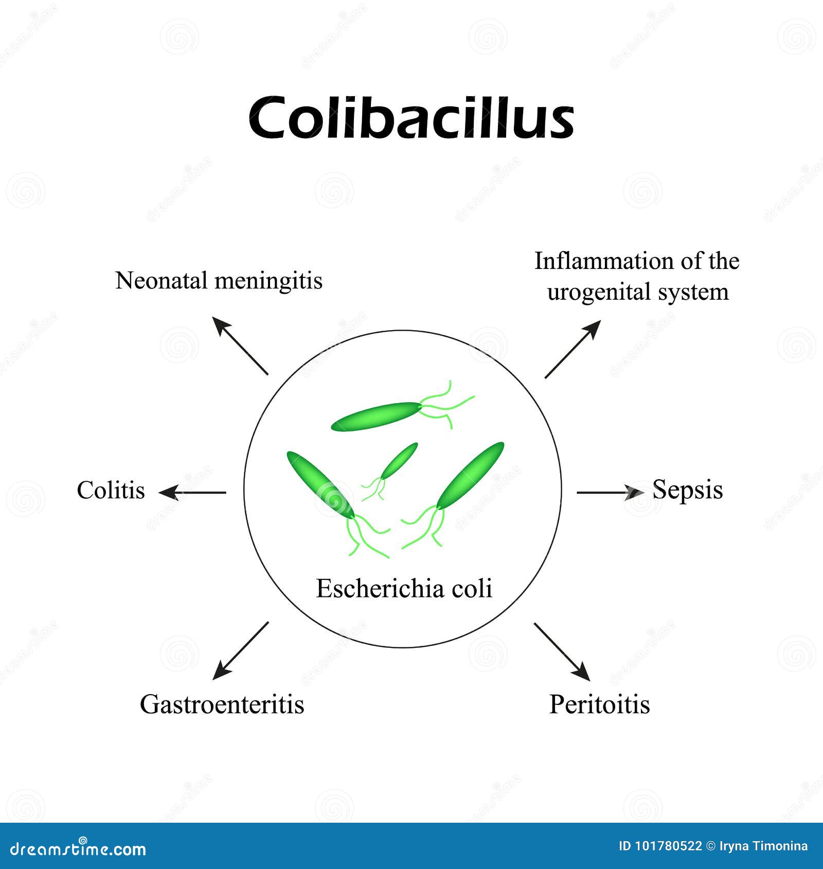colibacillus pénisz)