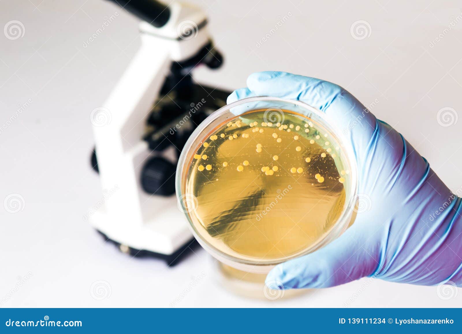 e.coli escherichia bacteria in petri dish in medical laboratory
