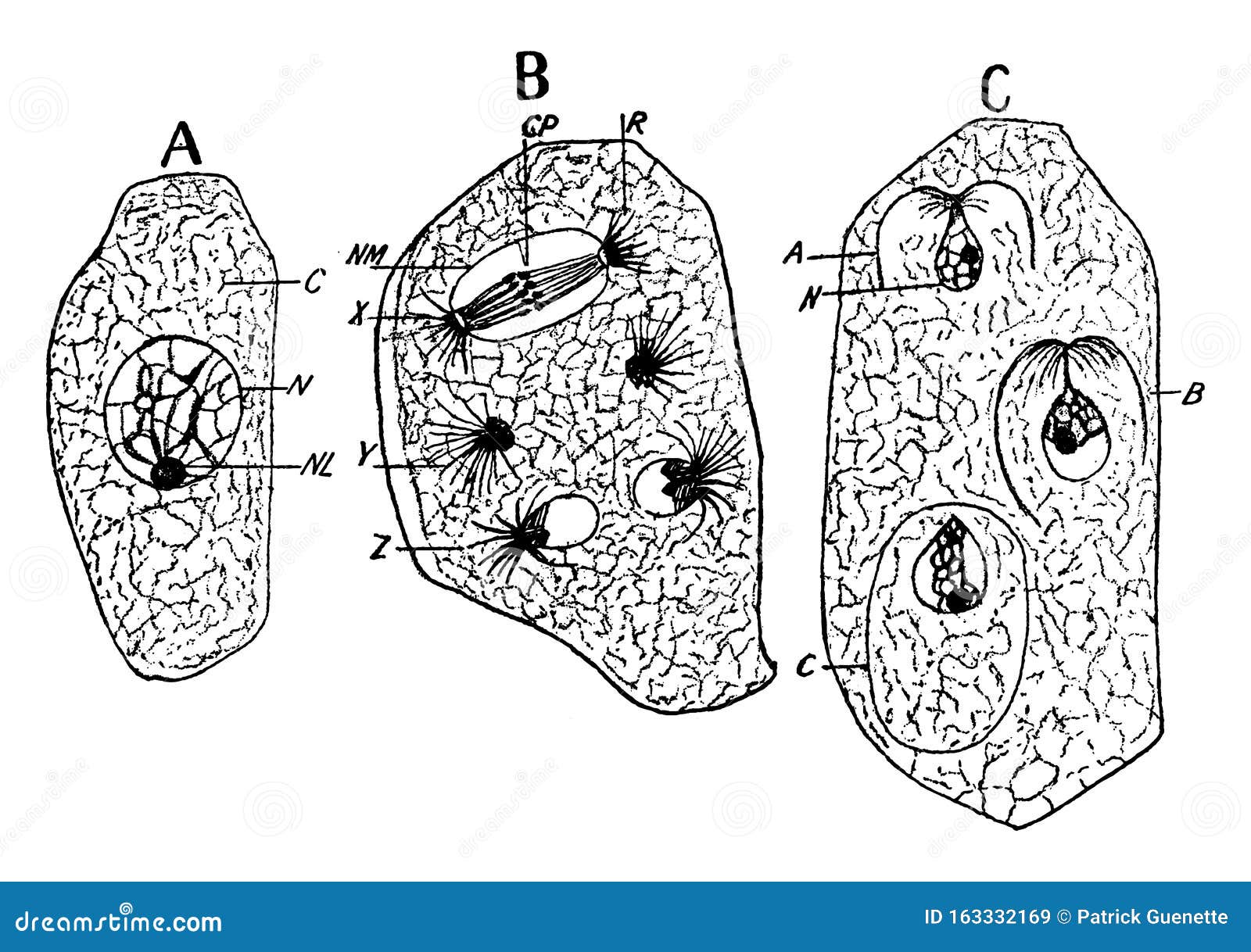 Erysiphe Stock Illustrations – 2 Erysiphe Stock Illustrations, Vectors ...