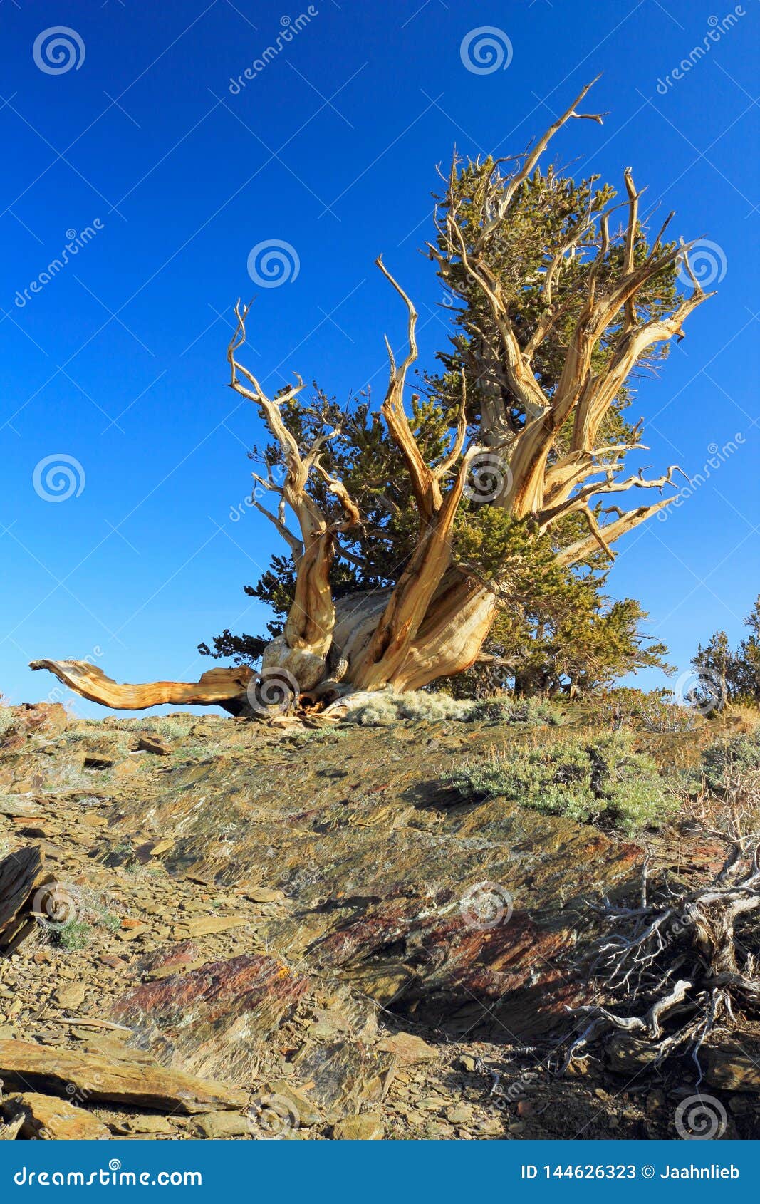 Gnarly Bristlecone Pine in the White Mountains, California, USA. De hoge verhogingen van de Witte Bergen in Oostelijk Californië zijn één van de zeer weinig plaatsen waar de oude Bristlecone-Pijnboom, de oudste bomen in de wereld, groeit