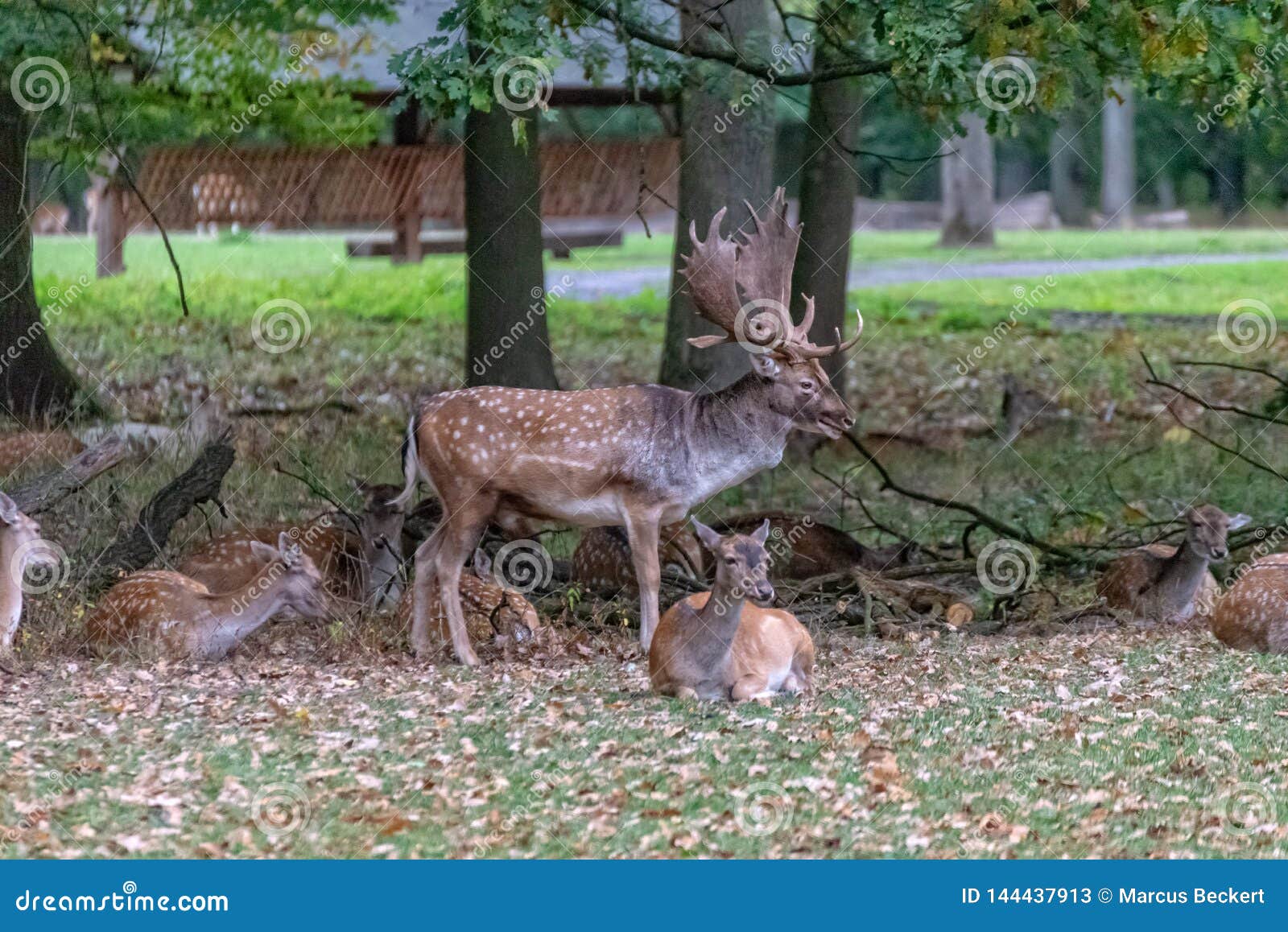 A big Deer in the wild. Een hert in de wildernis