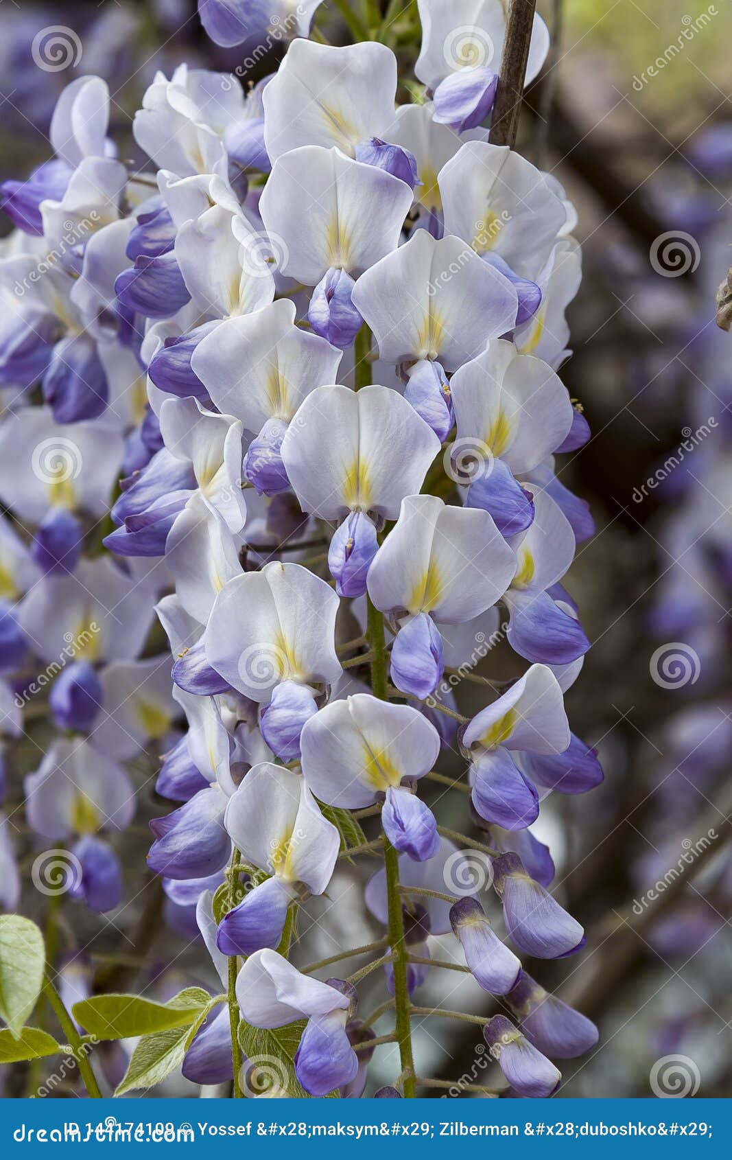 E Les Grandes Fleurs De Plantes Grimpantes De Vues Jaillissent, Mauve-clair,  Wysteria Image stock - Image du fleurs, place: 144174109