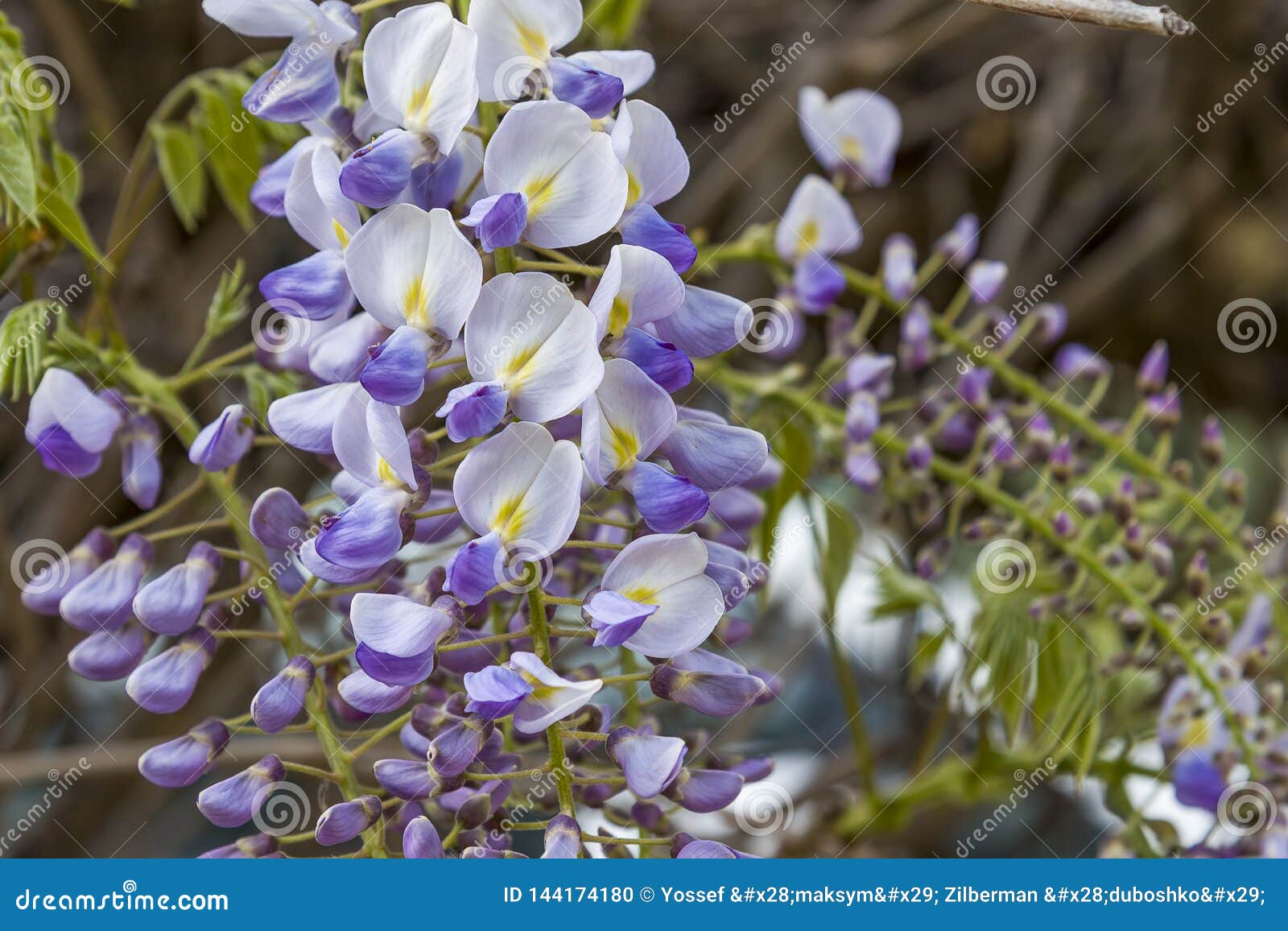 E Les Grandes Fleurs De Plantes Grimpantes De Vues Jaillissent, Mauve-clair,  Wysteria Photo stock - Image du abstrait, normal: 144174180