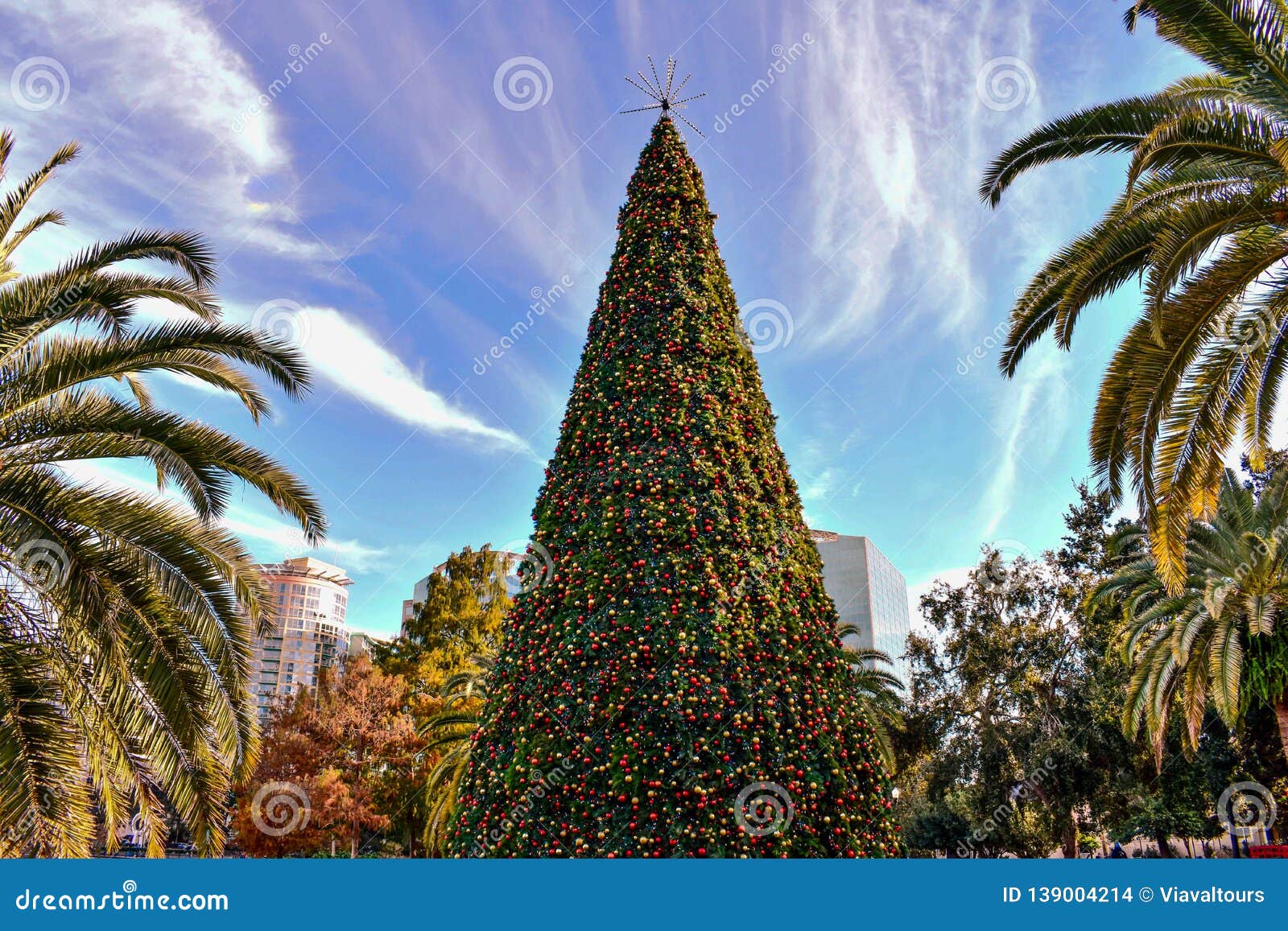 Top View of Christmas Tree and Palm Trees in Lake Eola Park Area at