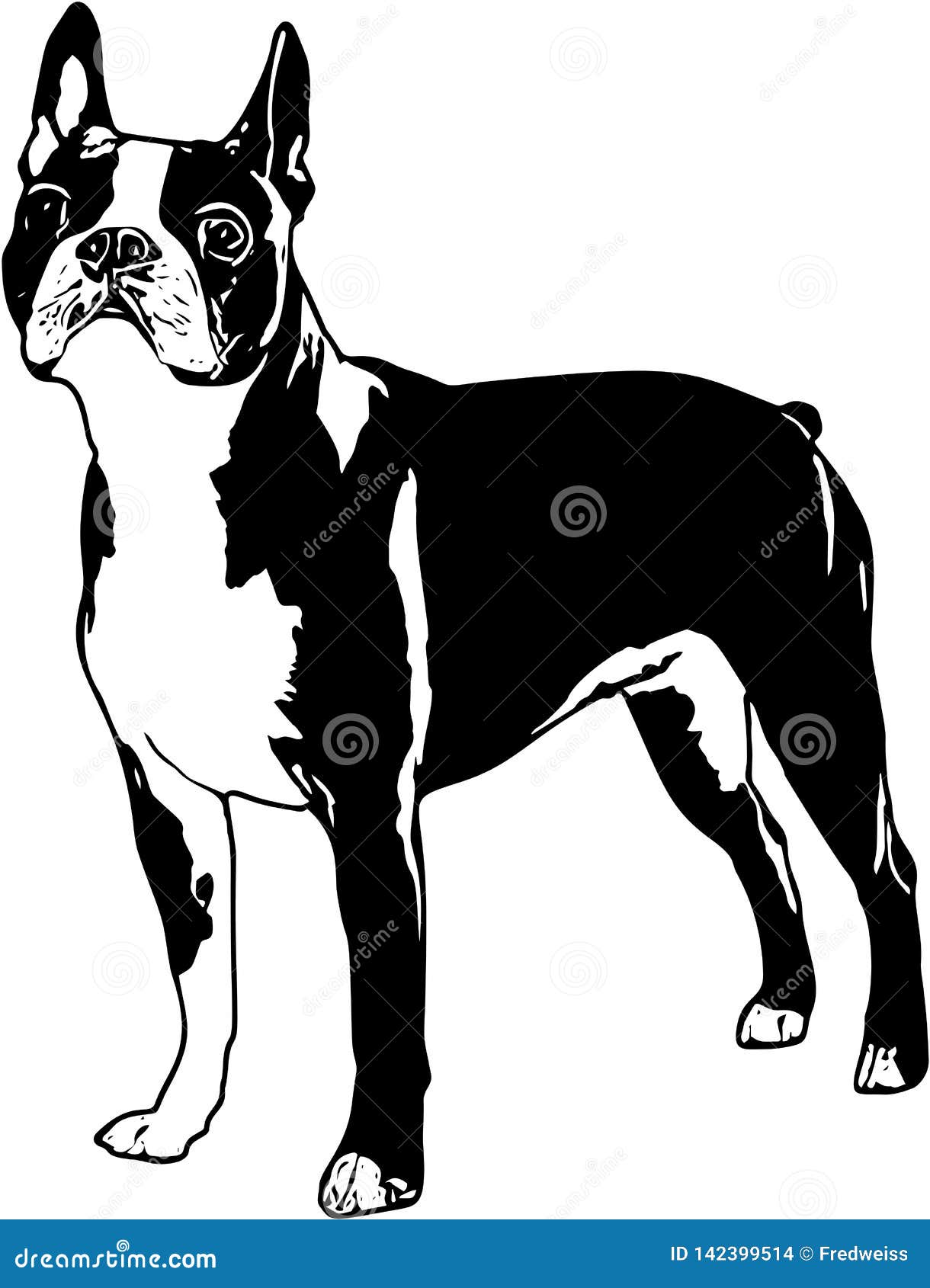 Vector Illustration Of A Boston Terrier Ilustração do Vetor