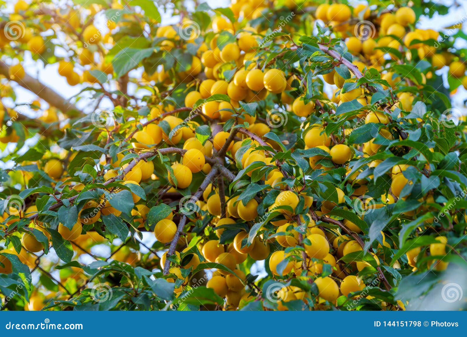 Ripe Yellow Plums on the Fruit Tree Arkivfoto Bild av utomhus, frukt