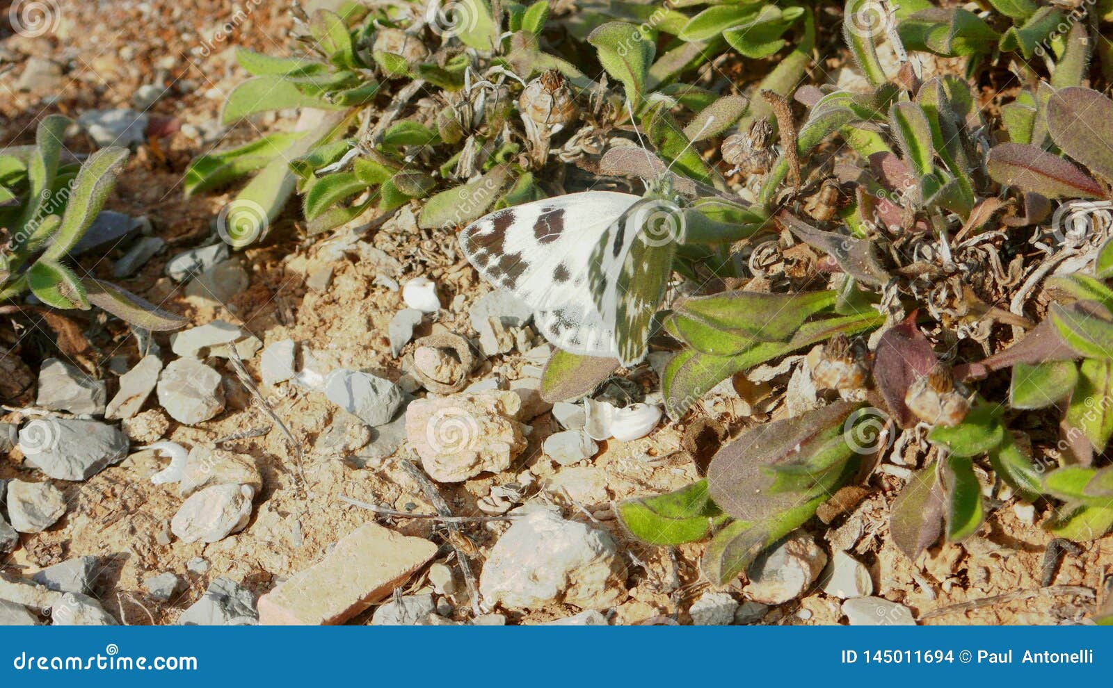 Cabbage White butterfly 2. A cabbage white butterfly in between a lot of small plants, on a dry, otherwise barren surface.