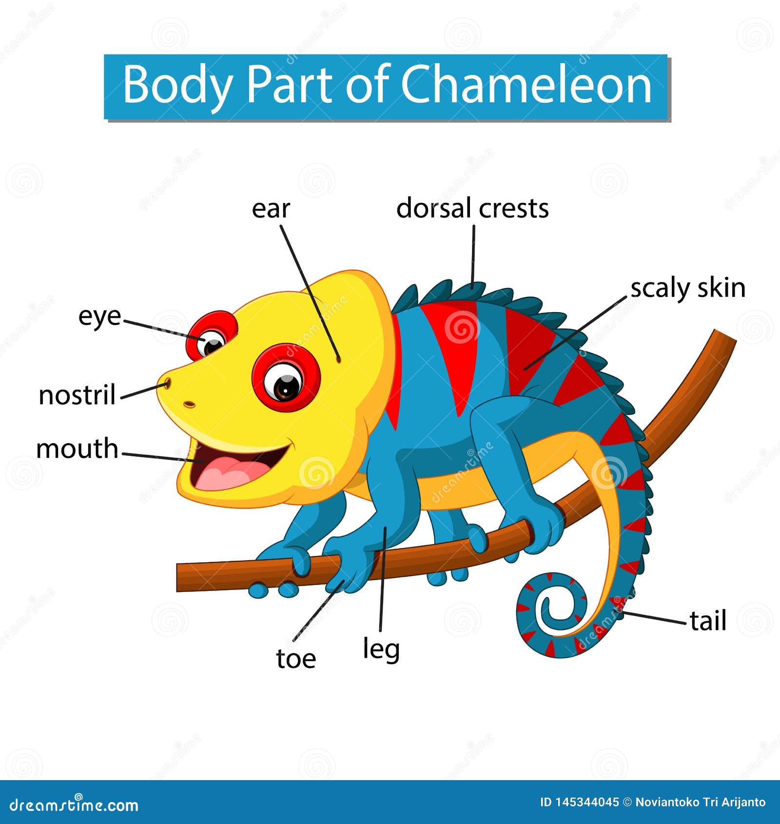 Diagram Showing Body Part Of Chameleon 向量例证 - 插画 包括有 图画, 长期: 145344045