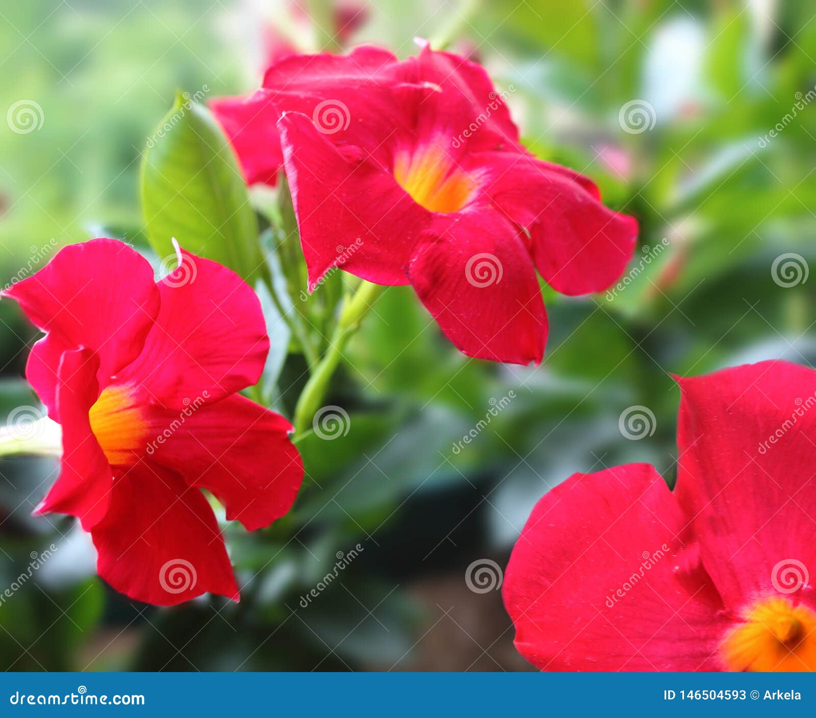 Mandevilla Dipladenia in Garden 库存图片 图片 包括有 花卉, 本质 146504593