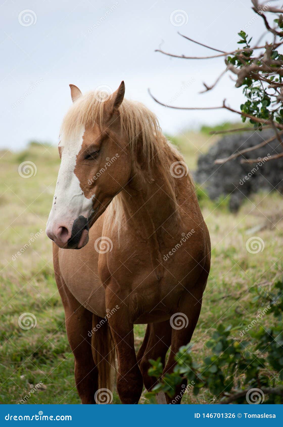 A Portrait of a Brown Horse with an Eye Closed in Eua in Tonga Stock