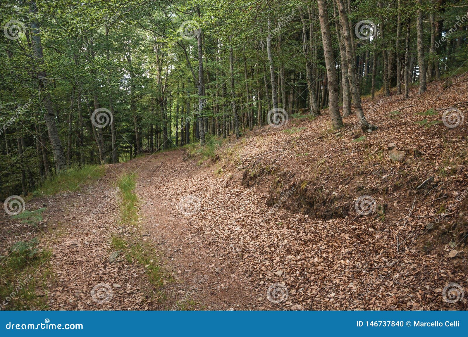 Dirt trail passing through green leafy beech forest. R 高山范围在大陆葡萄牙，当令人惊讶的风景欧洲beiras假期旅行旅游公园风景乡下迷人的农村树树丛丛林灌木步行路线路远足土气小山地形目的地路森林地遮蔽密集的林地绿树林的迁徙的轨道森林宁静倾斜田园丛分支树干炎热leafage的叶子