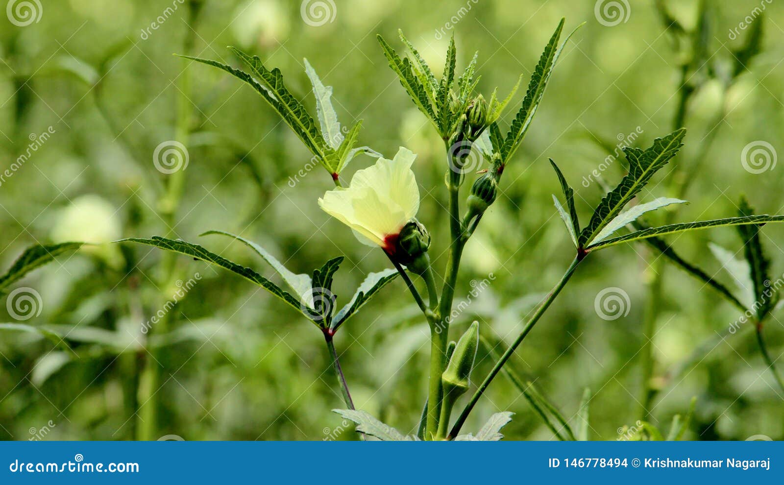 Green Okra, Lady Finger Plant with Flower 库存照片 图片 包括有 食物, 植物群 146778494