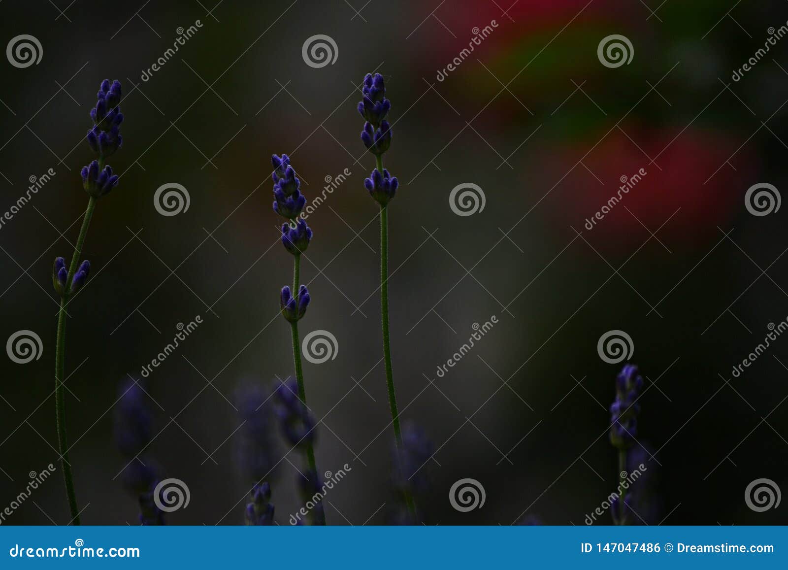 Lavenders growing to the sky. These small lavenders gron in my garden every year, peacefully.