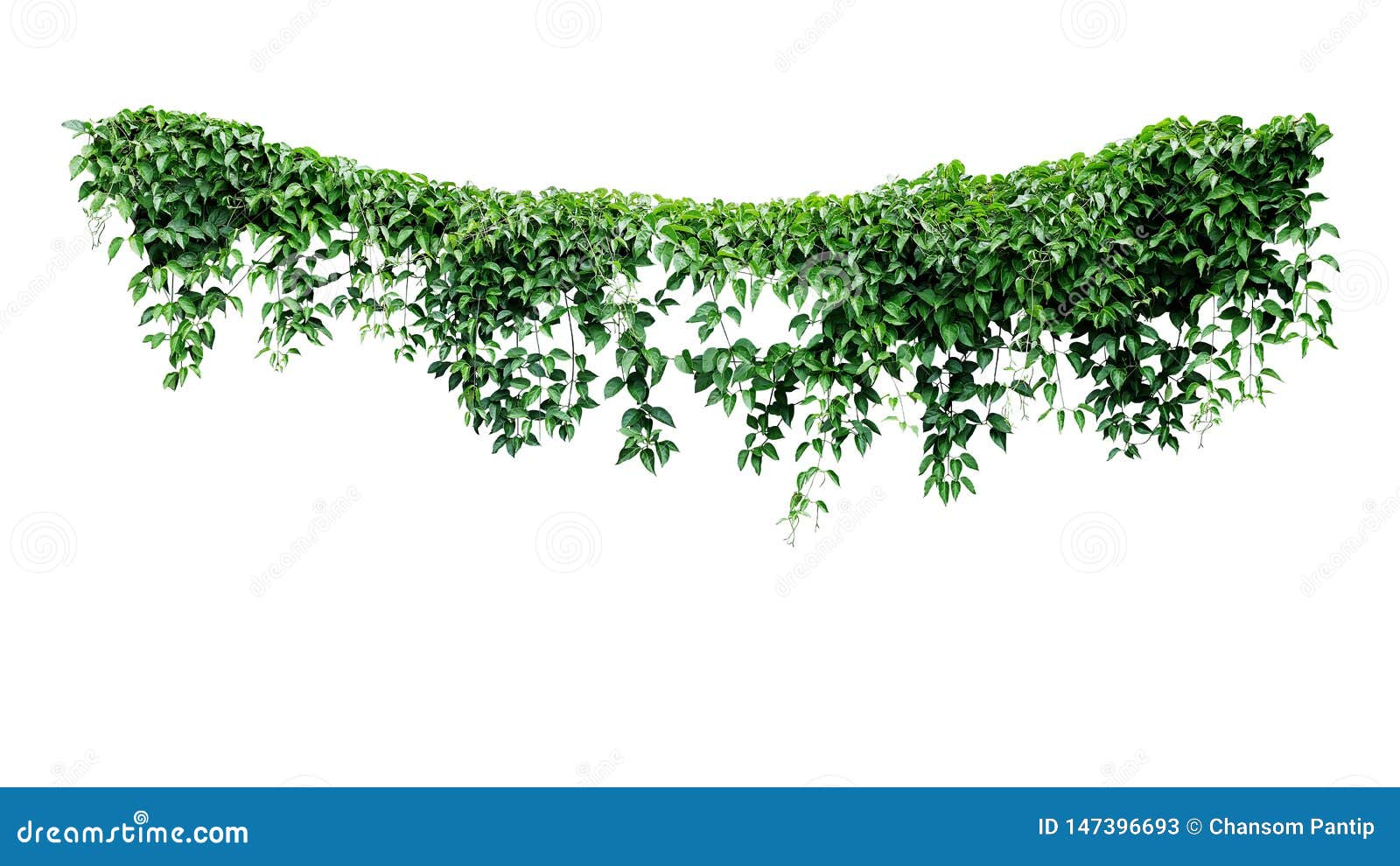 Hanging vines ivy foliage jungle bush, heart shaped green leaves climbing plant nature backdrop isolated on white background with