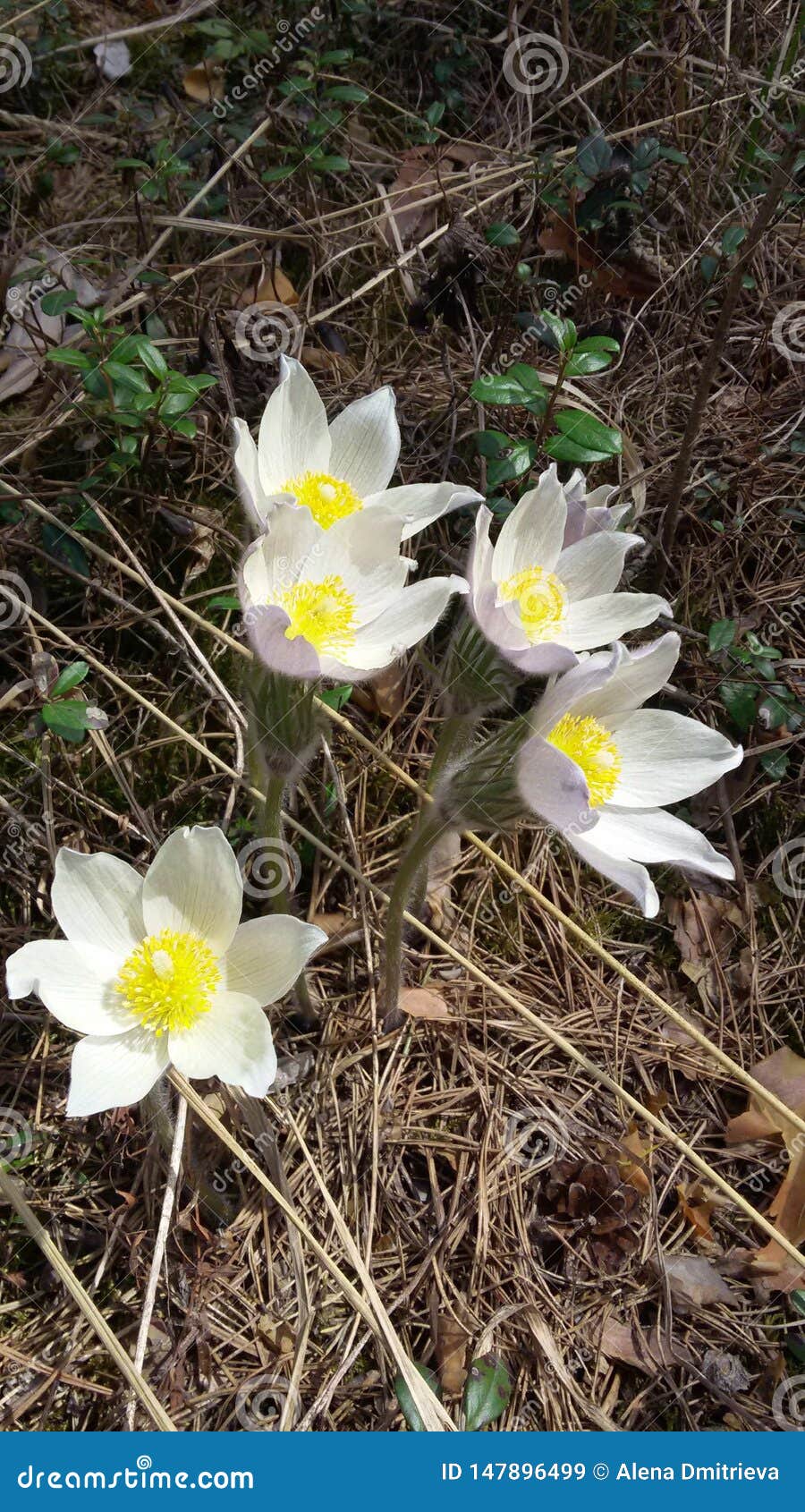 The first flowers in the forest in spring. R r