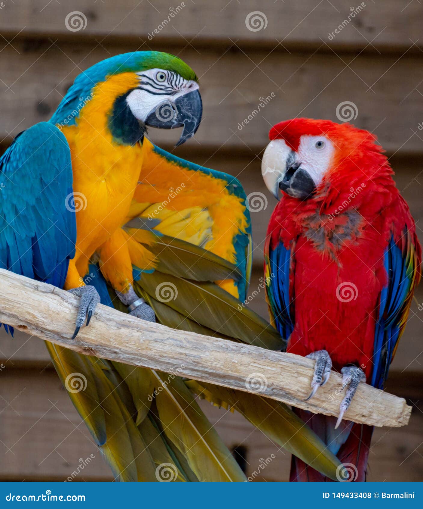 Macaw Scarlet And Blue And Yellow Parrots Long Tailed Colorful Exotic Birds 库存照片 图片包括有生动 自然