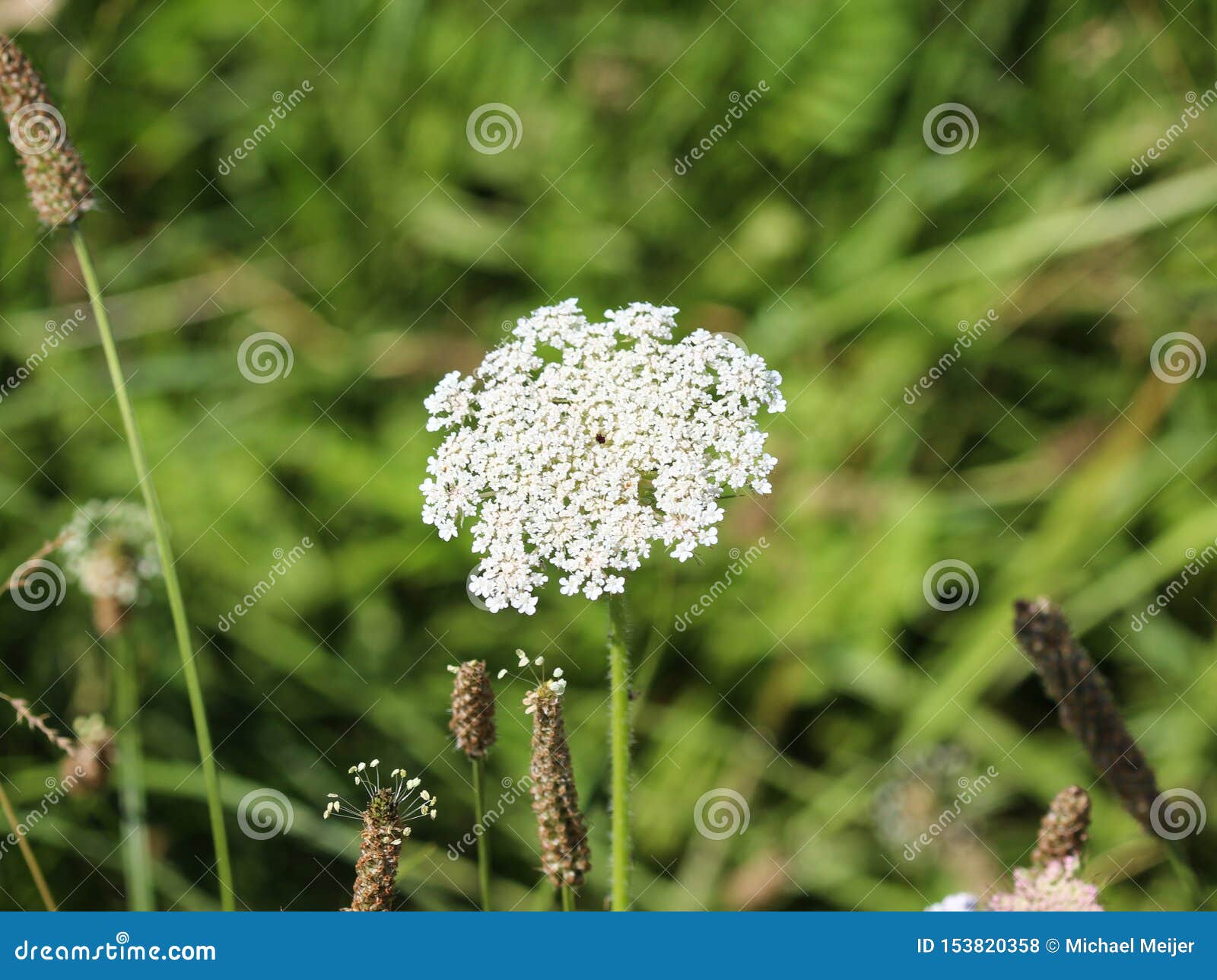 Daucus Carota, Whose Common Names Include Wild Carrot, Bird& X27;s Nest ...