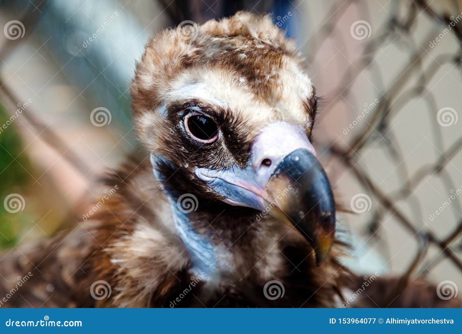 Portrait of Eurasian Black Vulture Stock Afbeelding - Image of klauwen ...