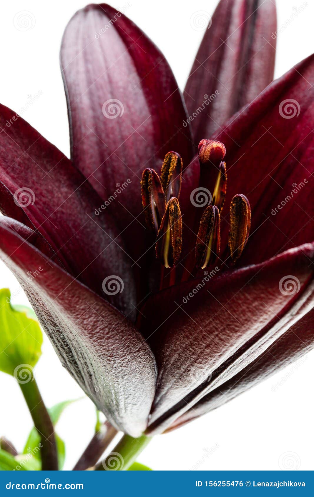 Macro Black Lily Flower Isolated on White Stock Foto Image of