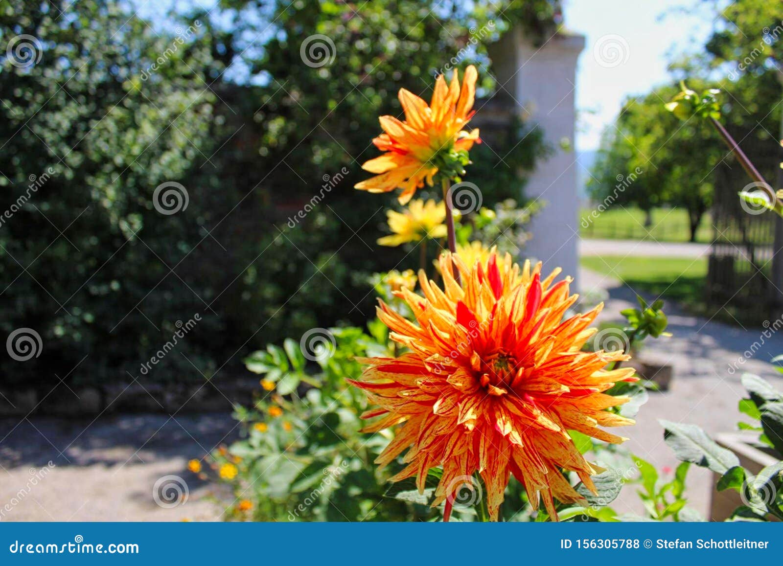 wonderful flower in a park at summer. wonderful flower in a park, summer, shore, nature, bavaria, pedalo, lakeshore, boardwalk, german, health, resort, countryside, rose, see, sunny, relaxation, scenic, flowers, mount, panorama, flowerbed, tour, tourism, alpen, sailboat, recreation, promenade, idyl, cloud, nobody