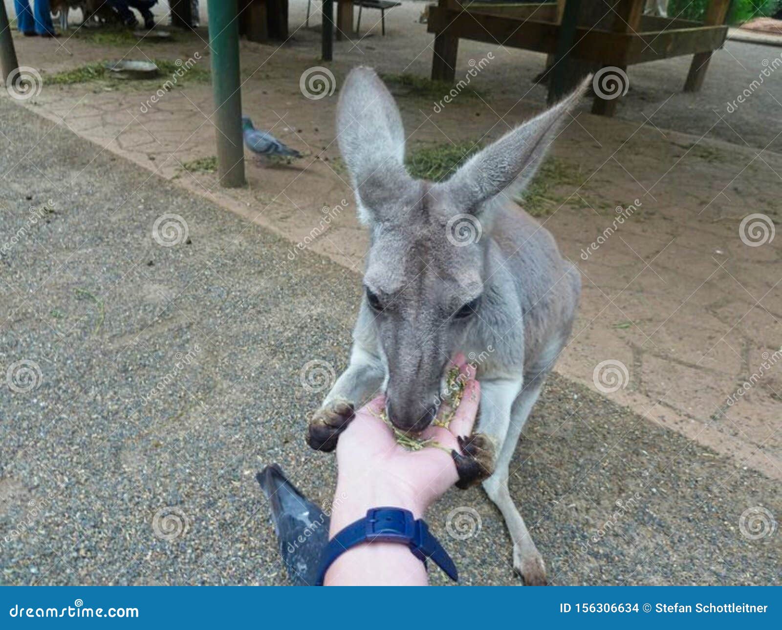 A Kangaroo Eats a Fruit from the Hand Stock Foto Image of persoon