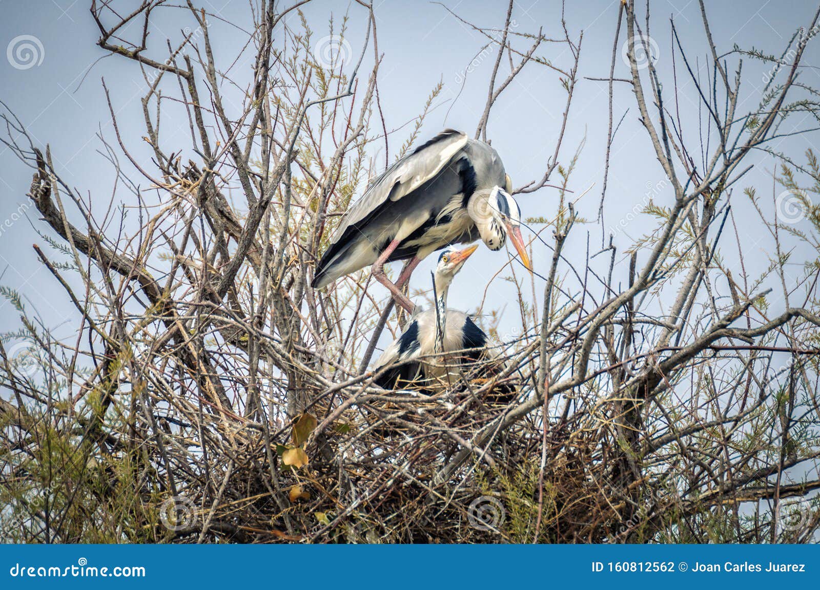 Couple storks mating in their nest close up