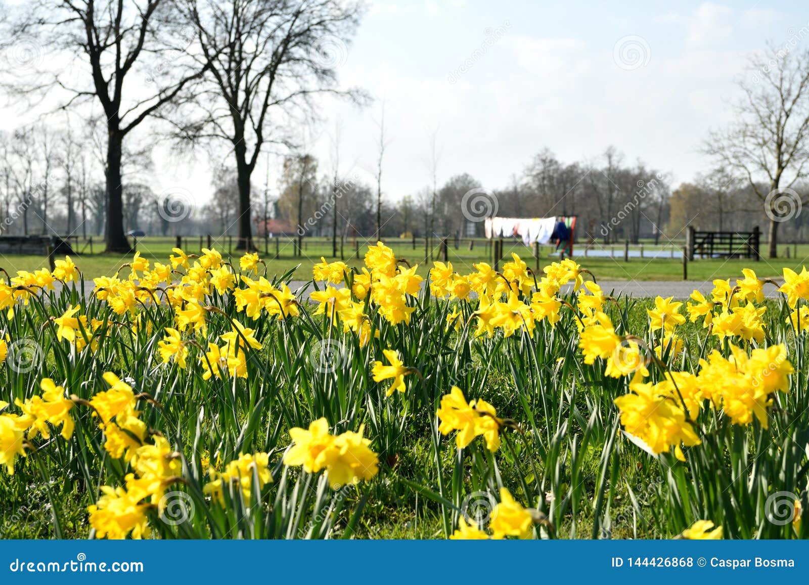 Spring in March, the Daffodils are Full in Bloom 库存照片 - 图片 包括有 绿色, 黄水仙 ...