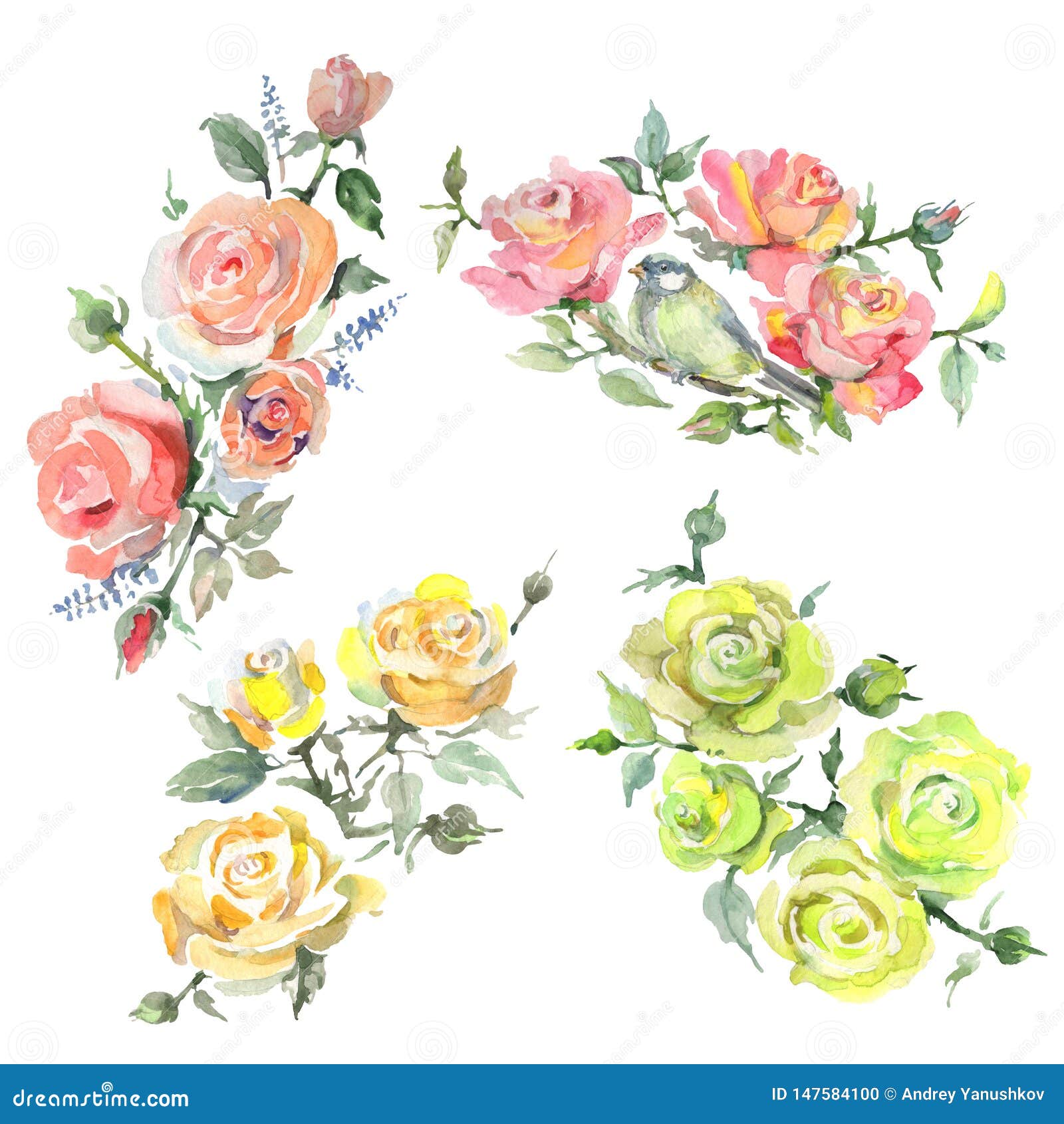 玫瑰花植物花水彩背景插图集孤立的花束图示元件库存例证 插画包括有草图 油漆 土气 设置