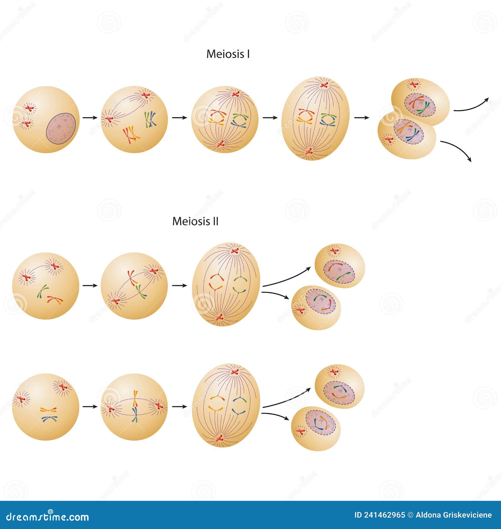 Phases of Meiosis. Meiosis Describes a Specific Process of Cell ...