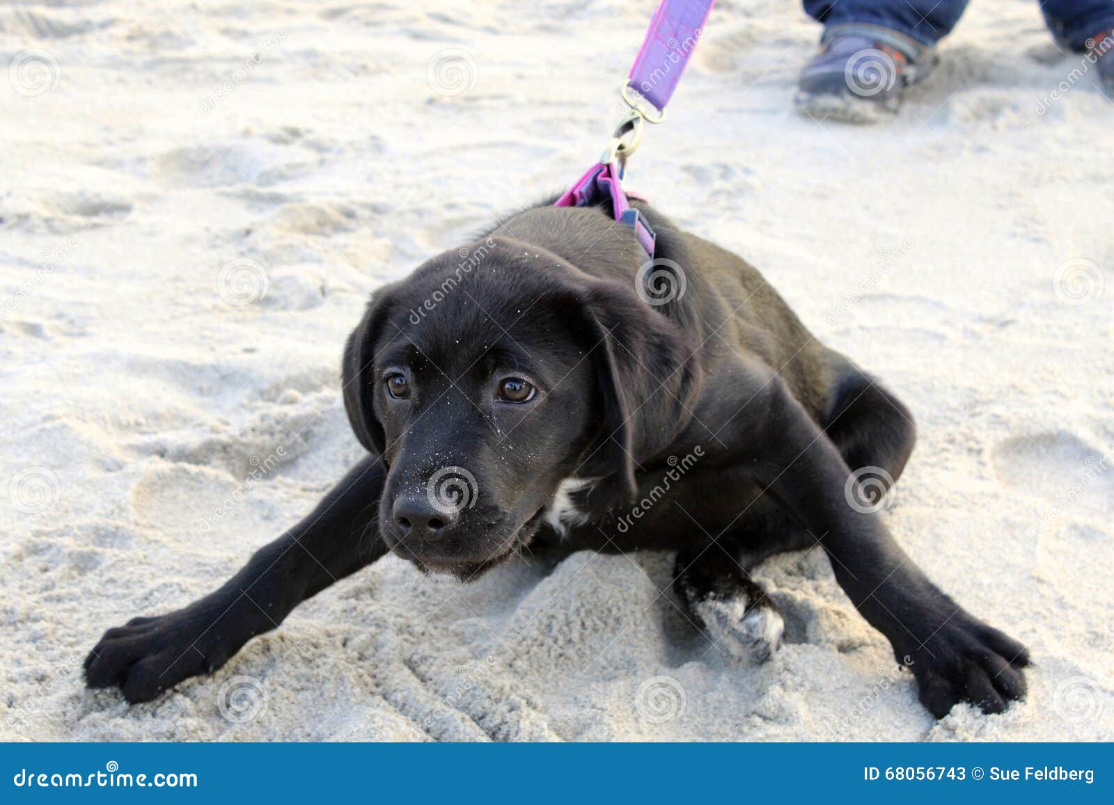 labrador pulling on lead