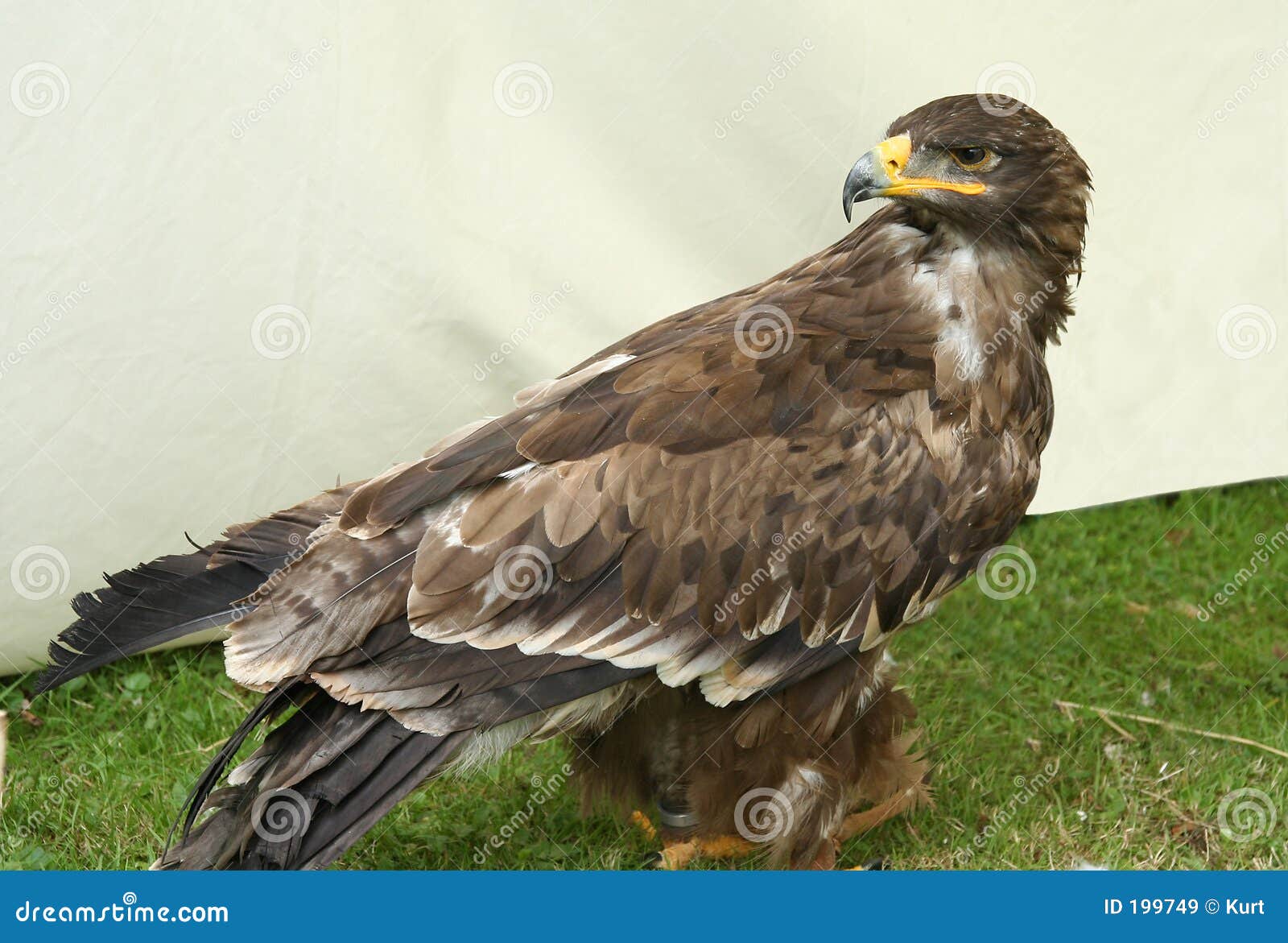 Eagle stock image. Image of predator, american, domesticated 199749