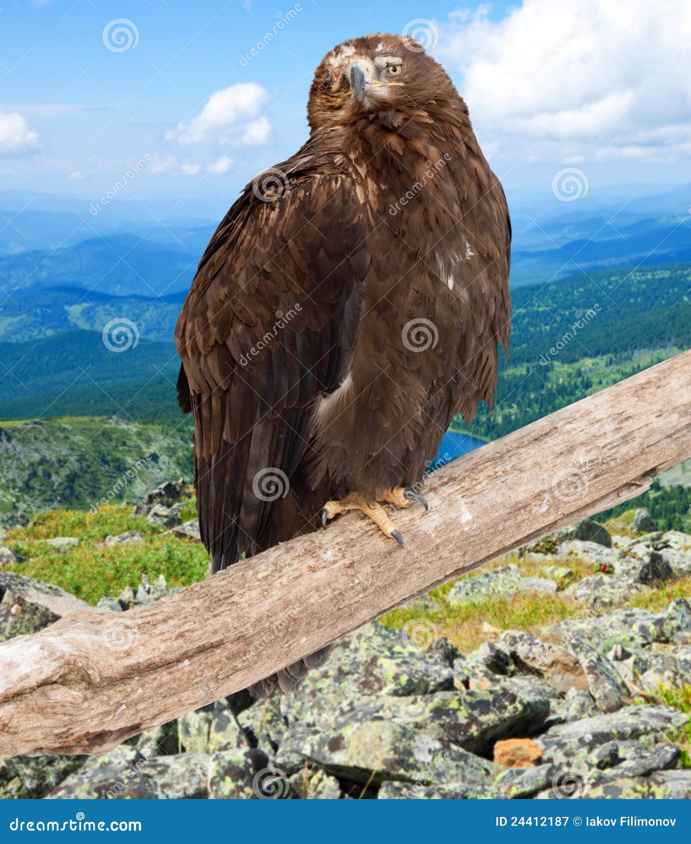 eagle against wildness background