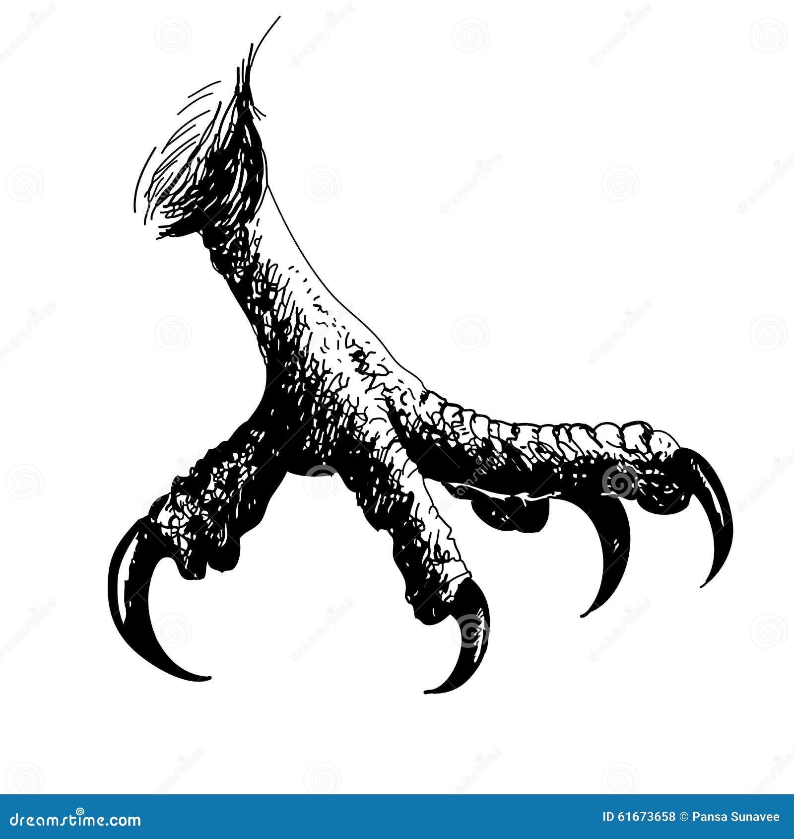 Eagle Bird Claws Stock Vector Image 61673658