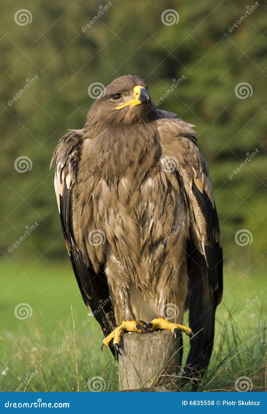 Eagle bird in countryside stock photo. Image of details 6835558