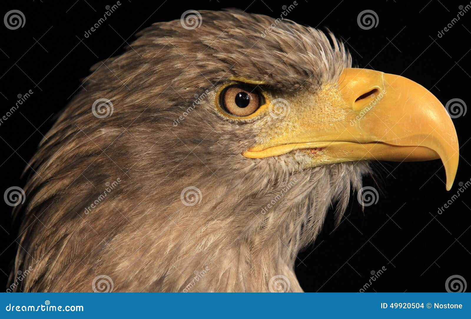 Eagle stock photo. Image of claws, bird, sharp, beak - 49920504