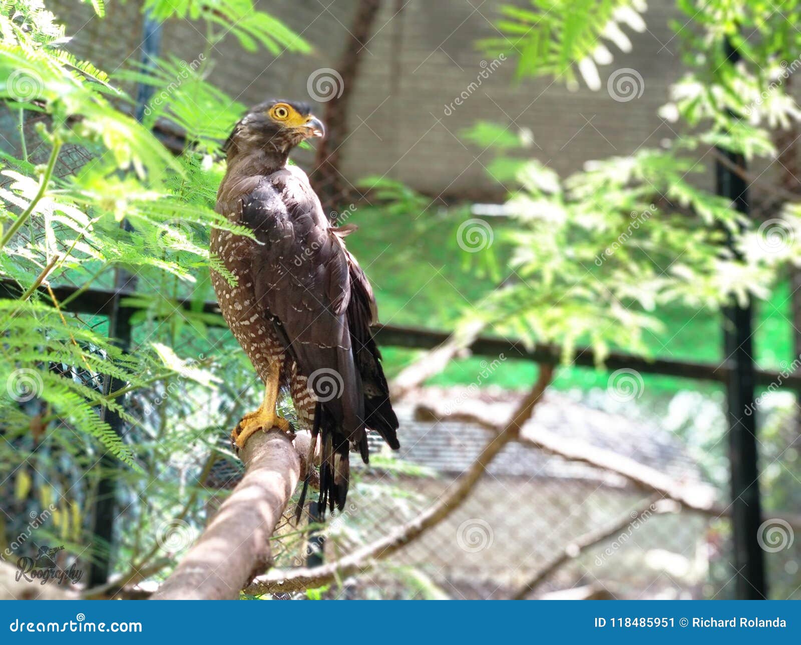 Eagle In Cage Stock Image Image Of Indonesia Cage 118485951