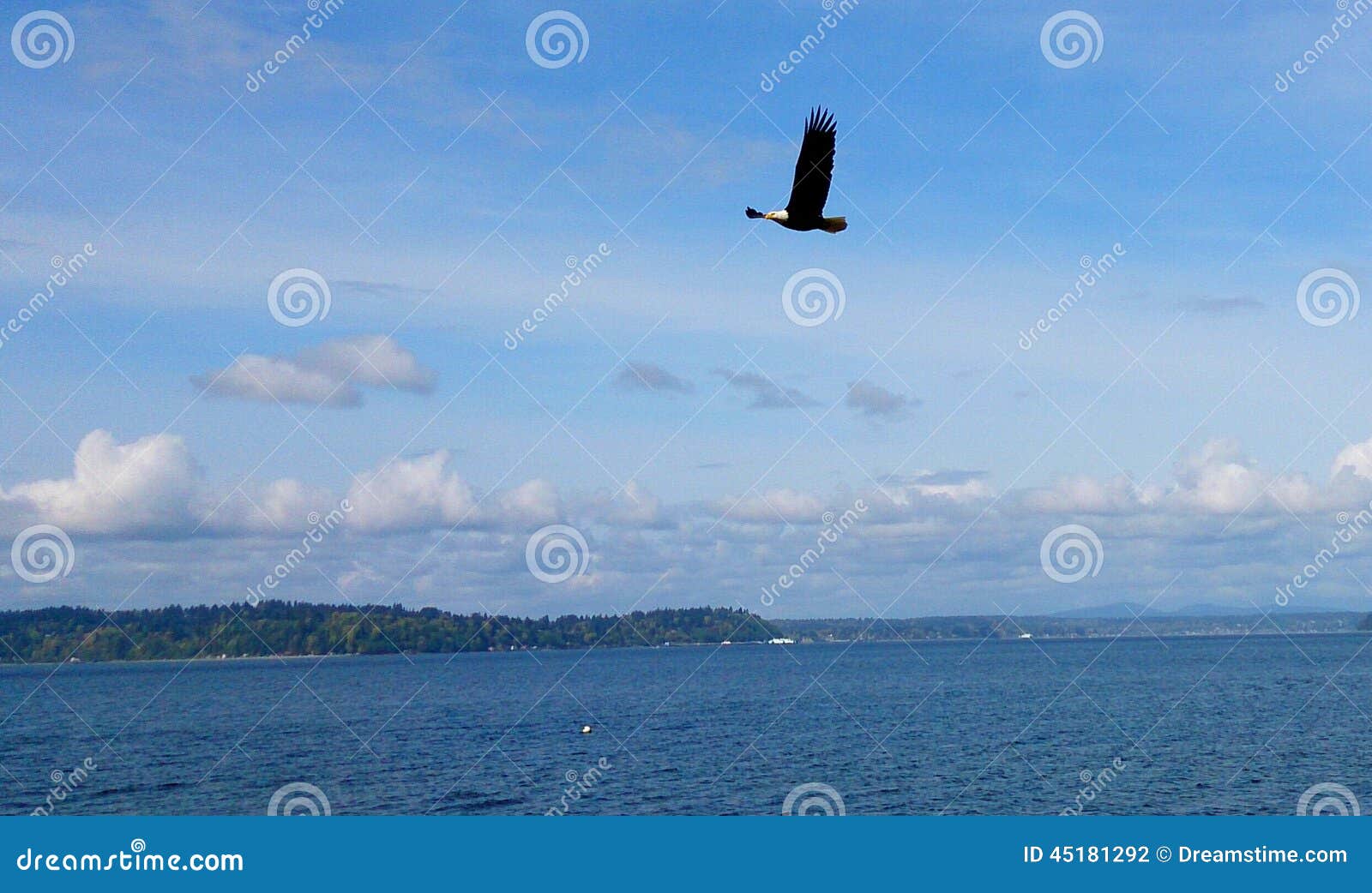 Eagle calvo sobre Puget Sound. Puget Sound, Wa