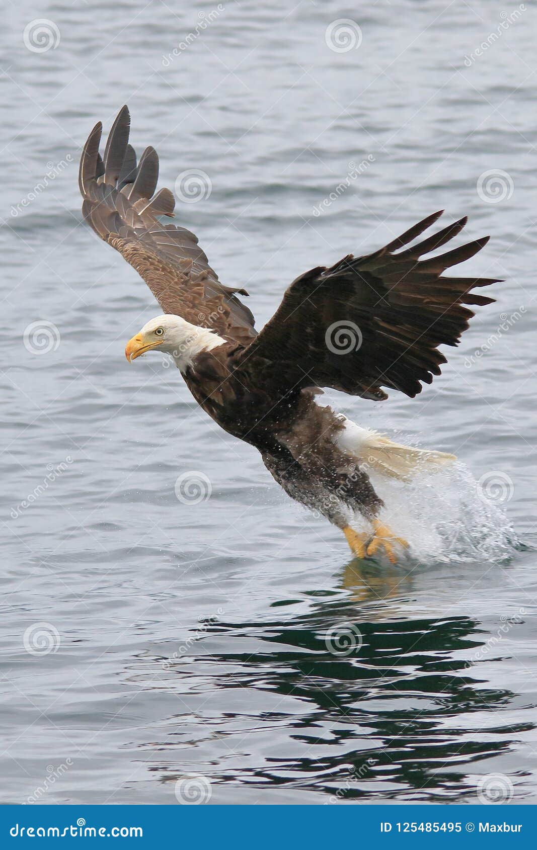 Eagle Catching Fish stock image. Image of eagle, symbol 125485495