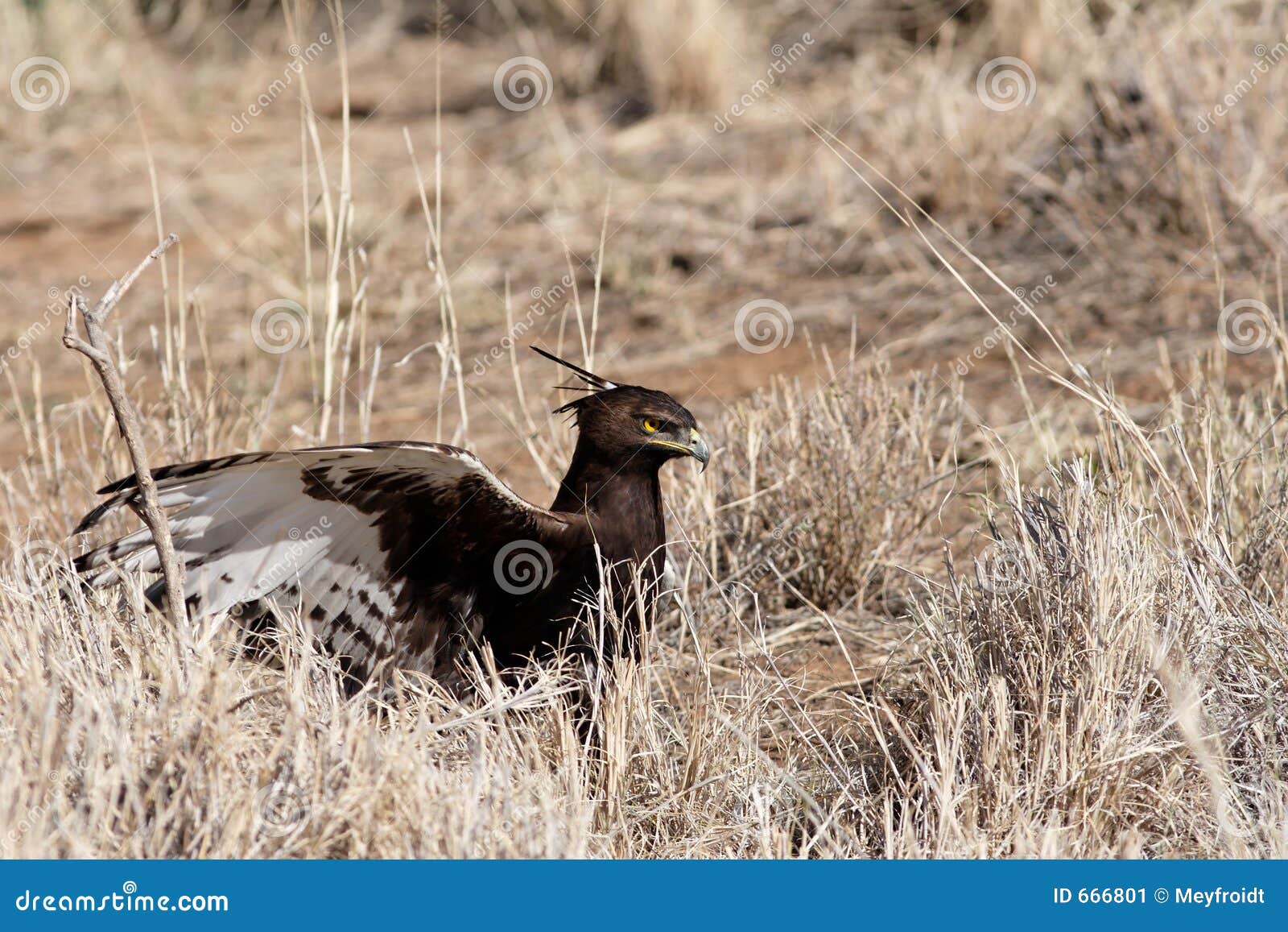 eagle catching prey
