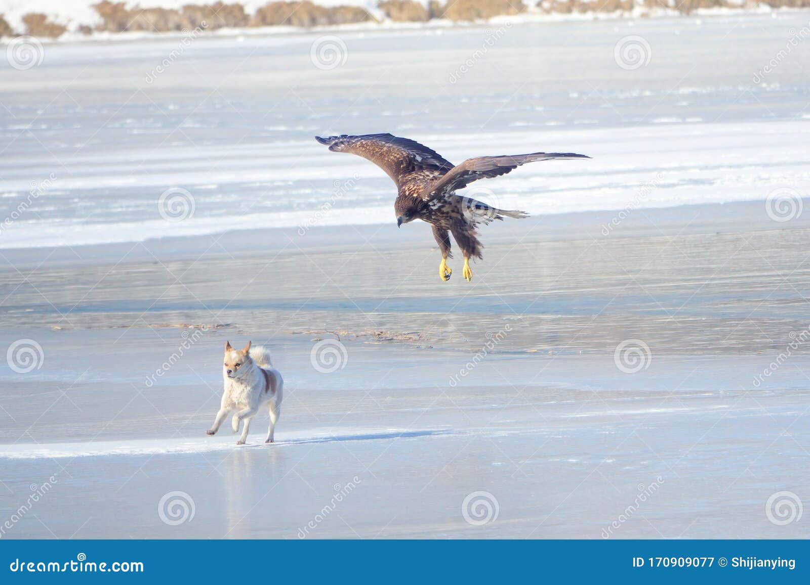 Eagle and dog stock image. Image of bird, white, winter 170909077