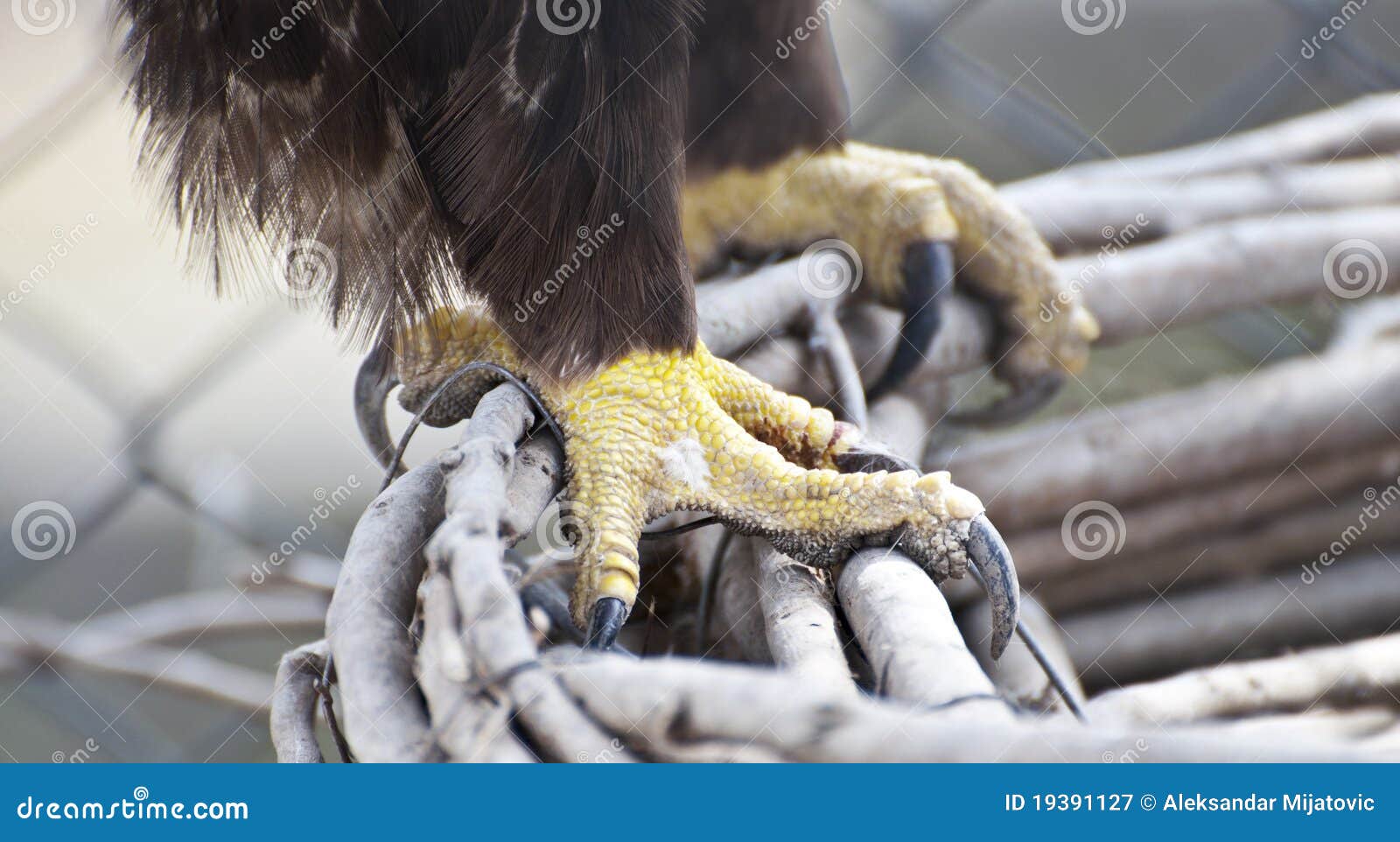 eagle claw close-up