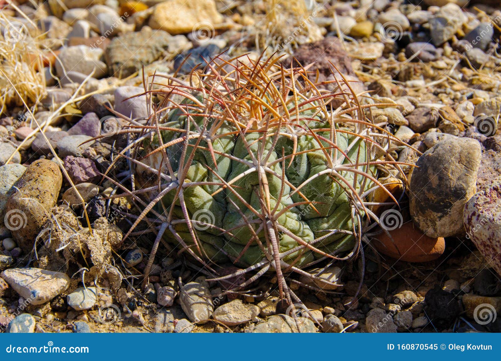 echinocactus horizonthalonius  in the texas desert in big bend national park