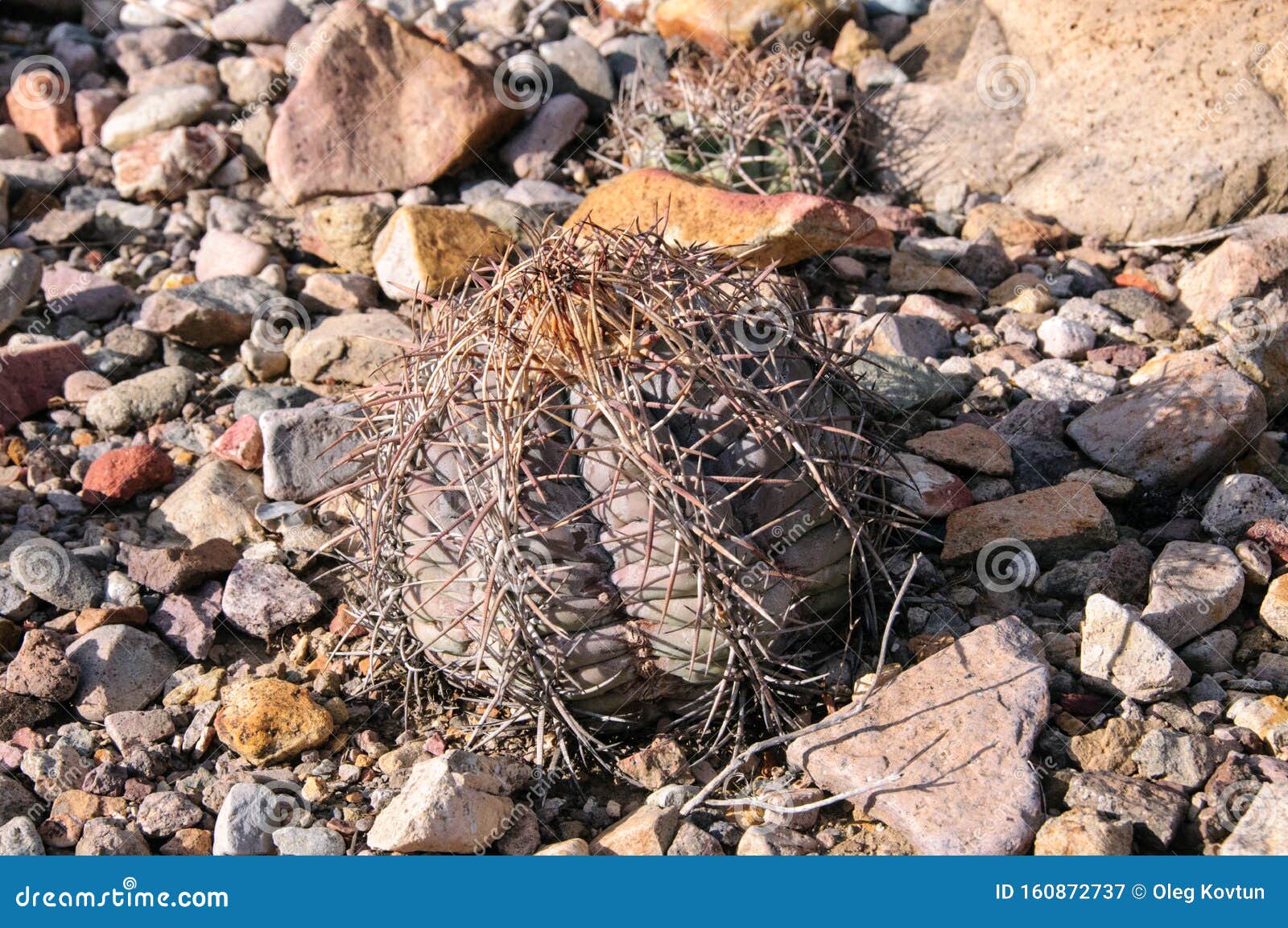 eagle claws or turk`s head cactus, echinocactus horizonthalonius  in the texas desert