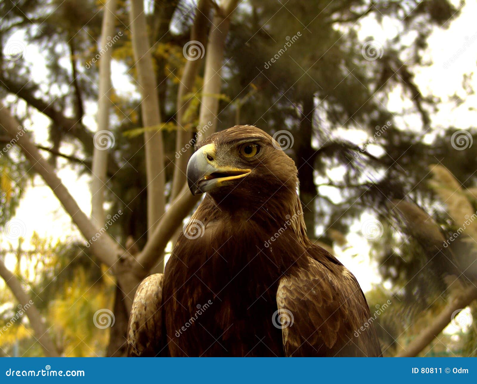 Eagle in countryside stock image. Image of looks, aquila 80811