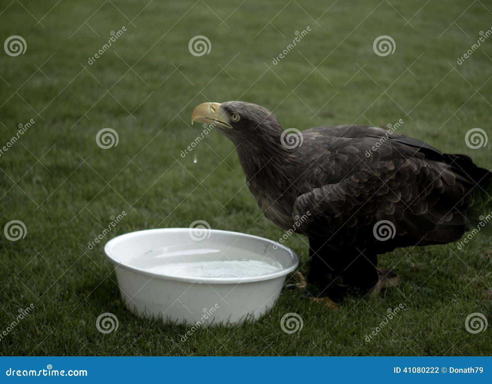 Eagle drinking water stock photo. Image of beak, drop 41080222