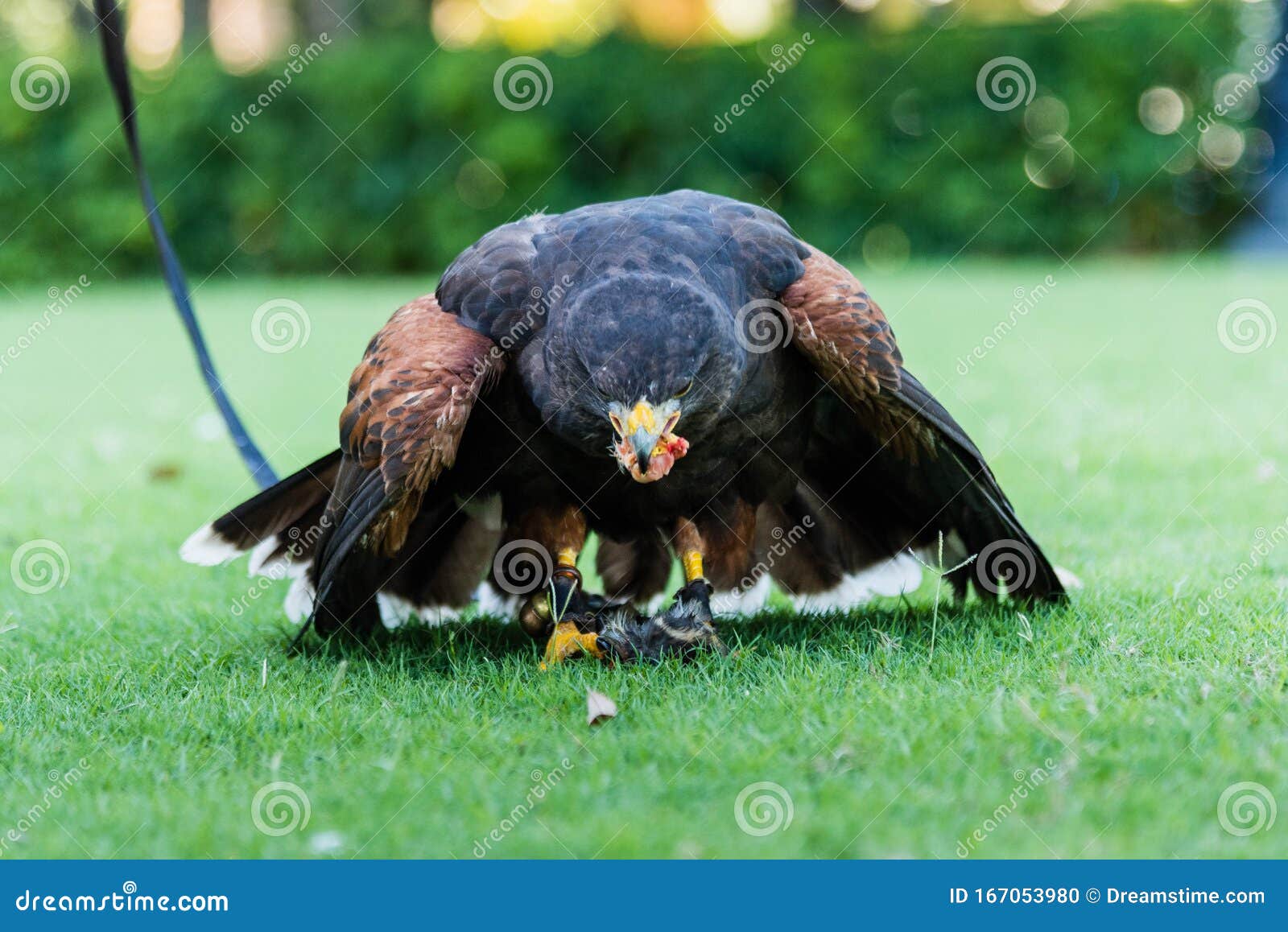Eagle eating its prey stock photo. Image of predatory 167053980