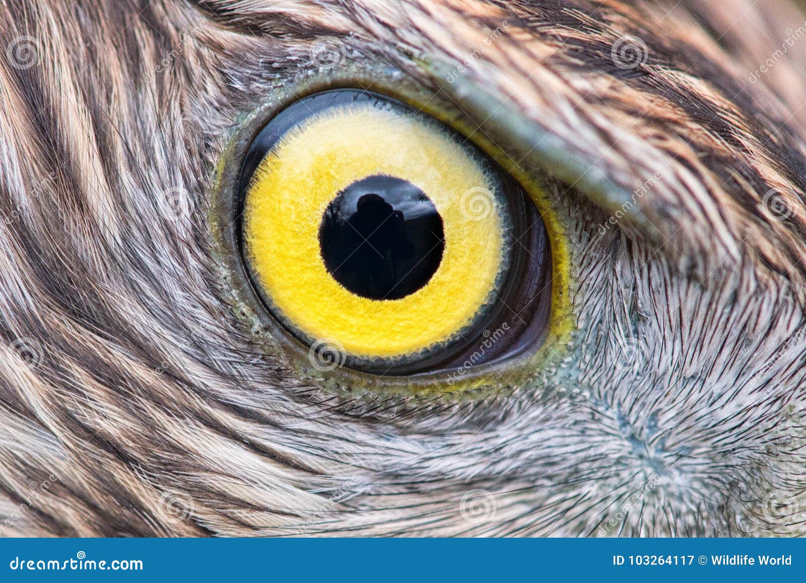 Eagle Eye Close-up, Macro Photo, Eye of the Goshawk Stock Image - Image of  head, wildlife: 103264117