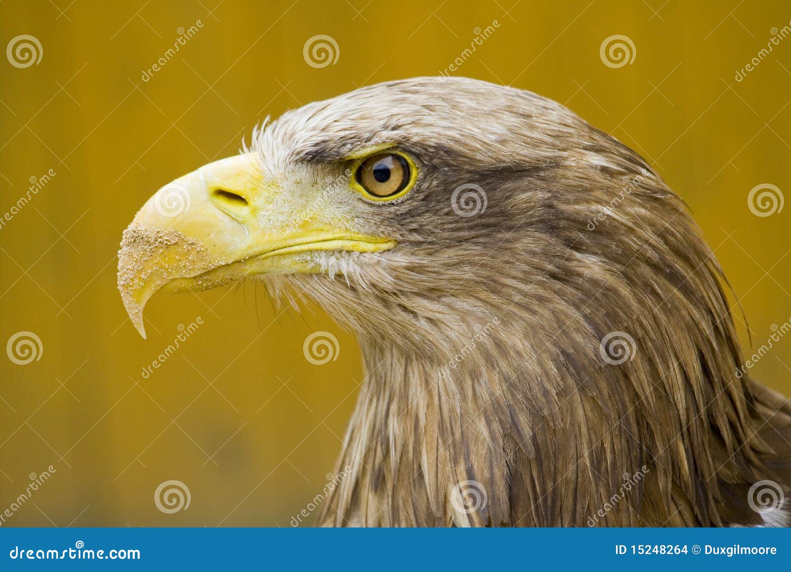 eagle eye - sand beak