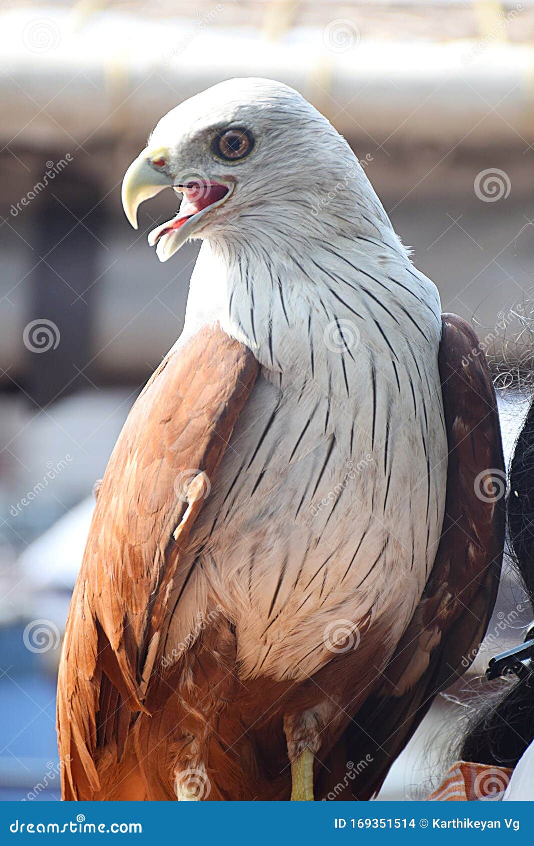https://thumbs.dreamstime.com/z/eagle-eyes-sharp-face-to-eye-tongue-out-shot-blurred-background-169351514.jpg